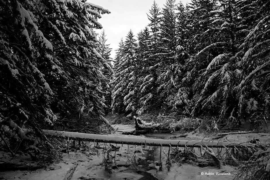 Minette_2frozencreek2bw