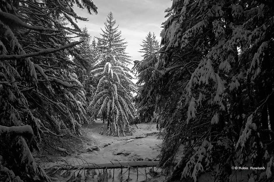 Minette_2frozencreek4bw