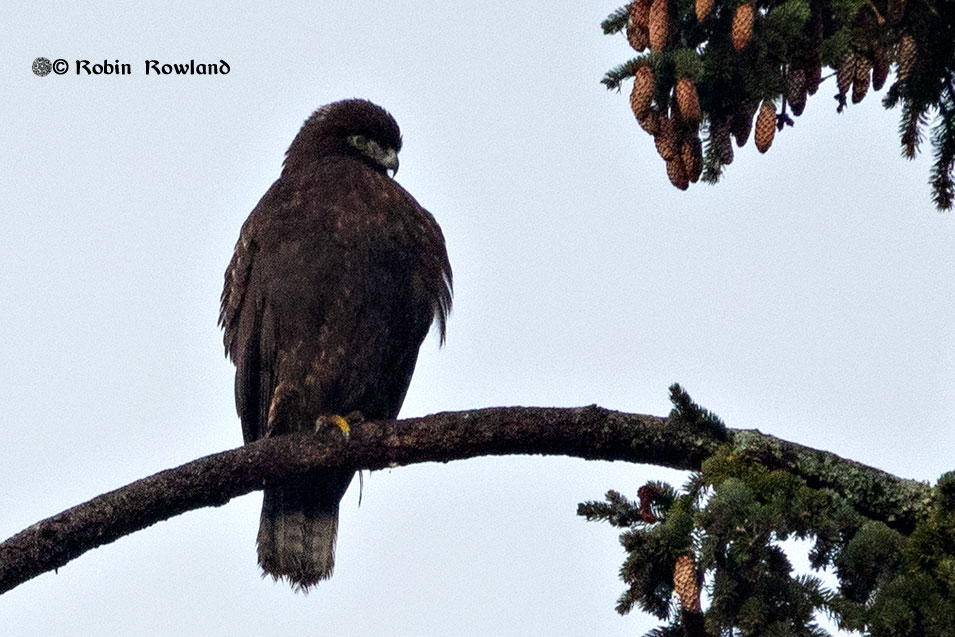 Kitimat Christmas Bird Count  2019