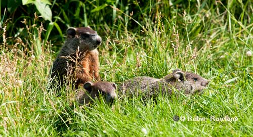 129-groundhog2.jpg