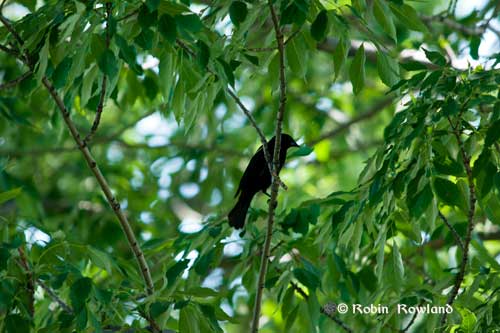 131-redwingerblackbirdtree.jpg