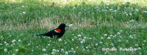 132-redwingerblackbird2.jpg