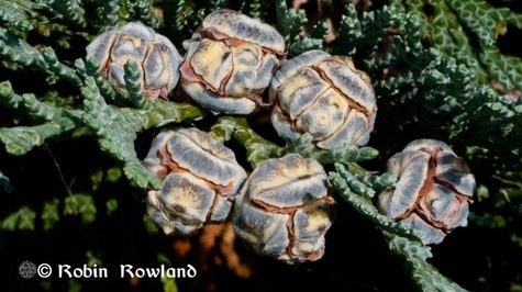 190-cedarcone-thumb-475x266-189.jpg