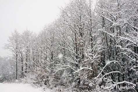 257-snowtrees1.jpg