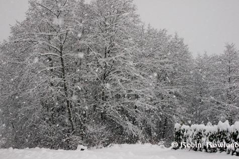 259-snowtrees2.jpg