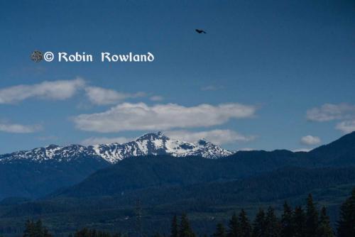 Mountain and estuary with raven overhead image 8